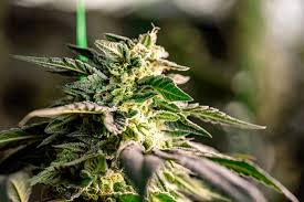The Ultimate Guide to Fat Bastard Weed Cultivation, Effects, and Uses