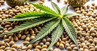 The Ultimate Guide to Fat Bastard Weed Cultivation, Effects, and Uses