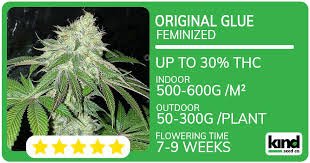 The Ultimate Guide to Fat Bastard Weed Cultivation, Effects, and Uses