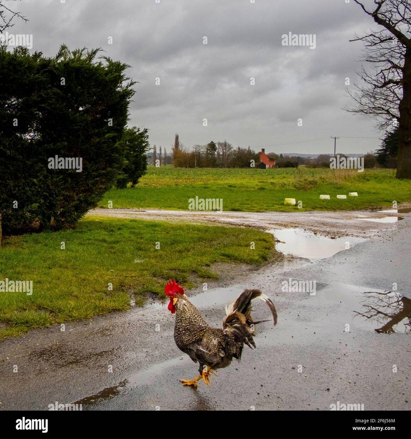 Chicken road 2 casino - Descubre Las Nuevas Funcionalidades de Chicken Road 2 en España con Nuestro