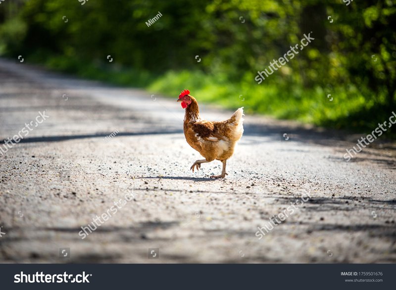 Spain - chicken road